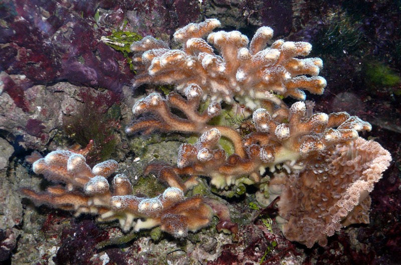 Smooth Cauliflower Coral