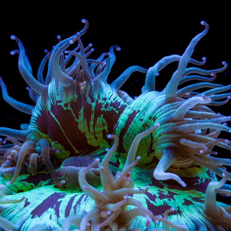 Elegance Coral