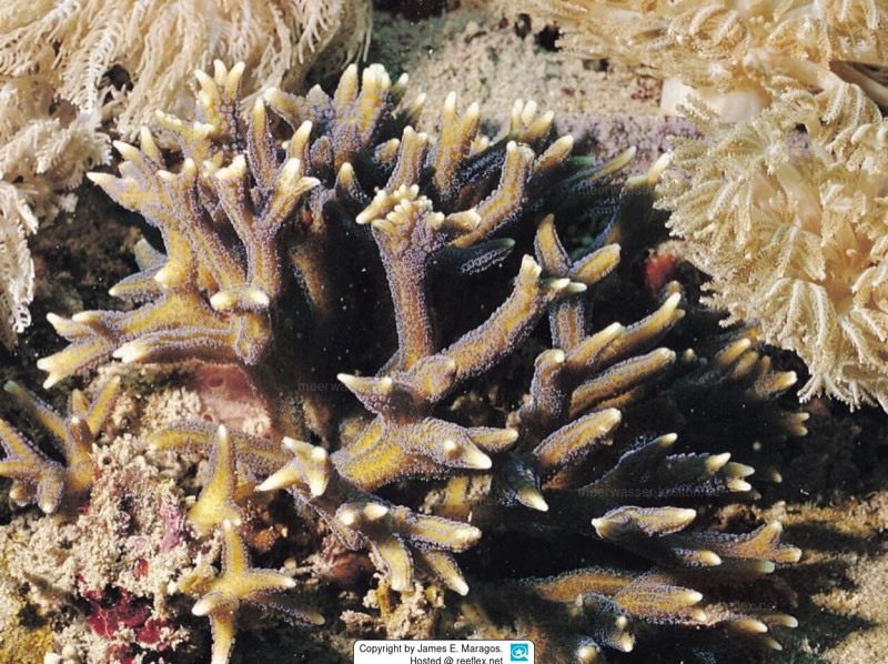 Star Coral