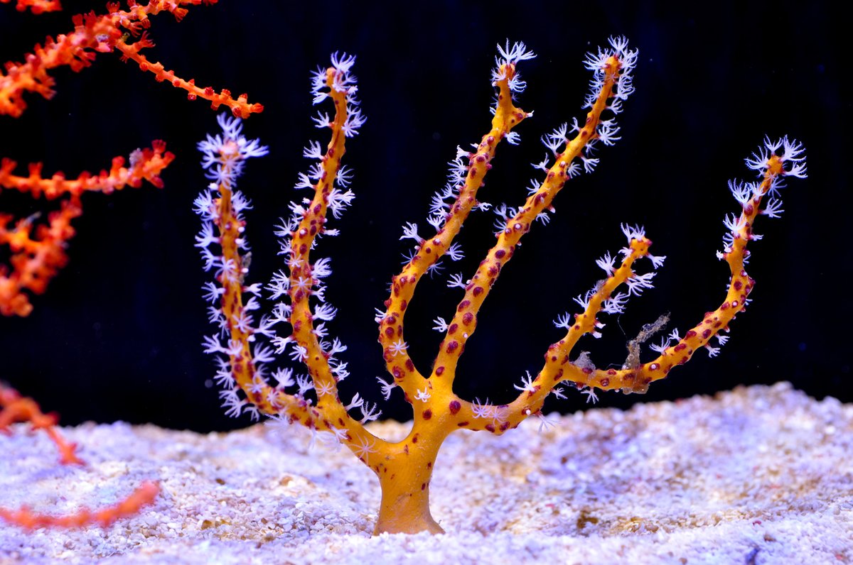Yellow Finger Gorgonian