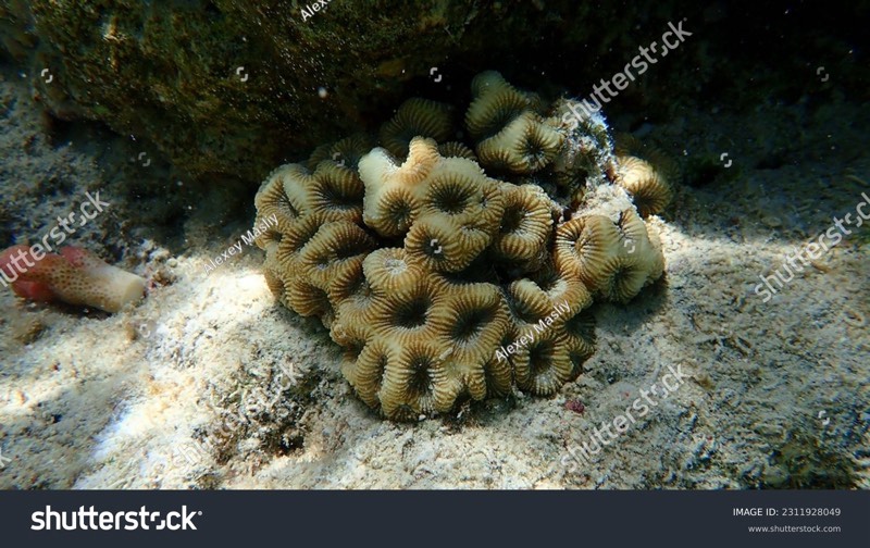 Halicora Star Coral