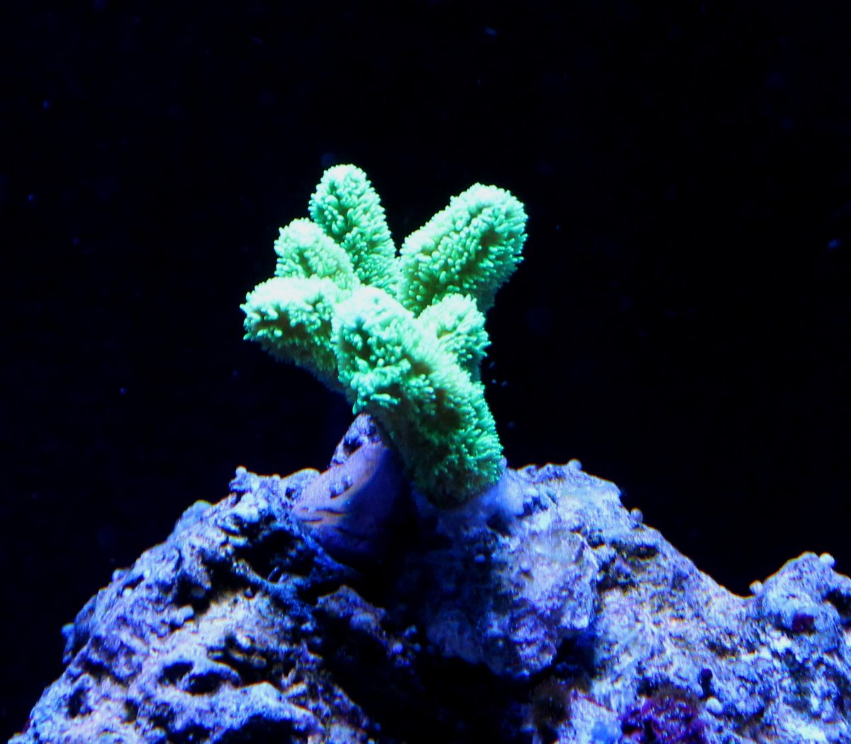 Horn Coral