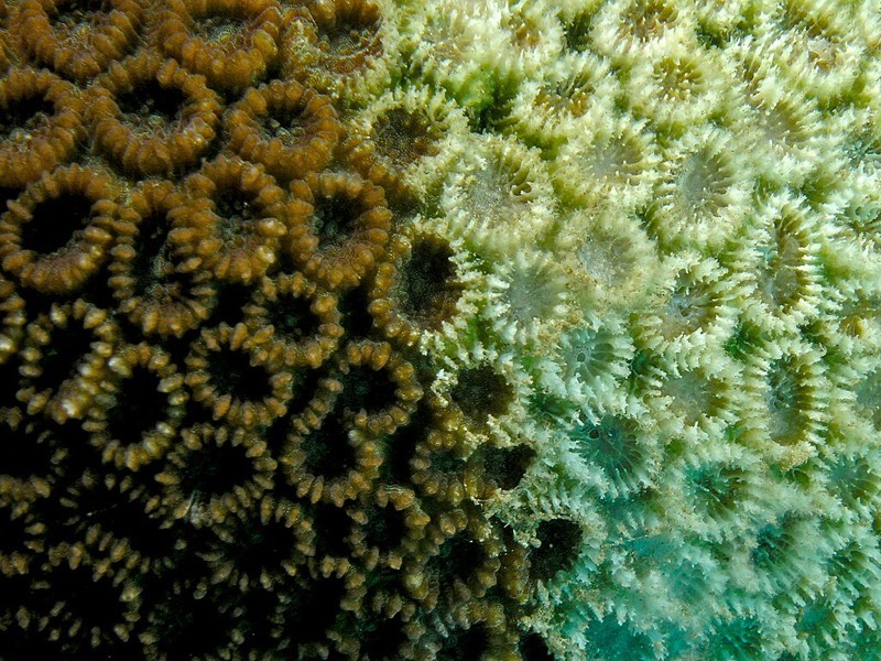Pale Star Coral