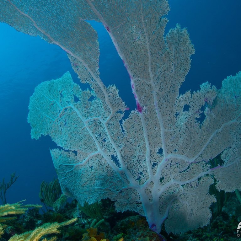 Sea Fan Gorgonian
