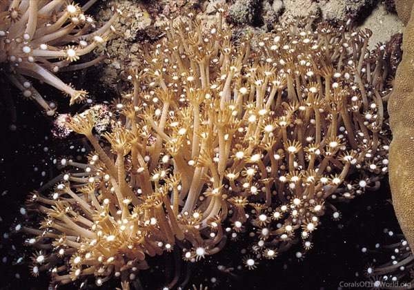 Catala's Star Coral