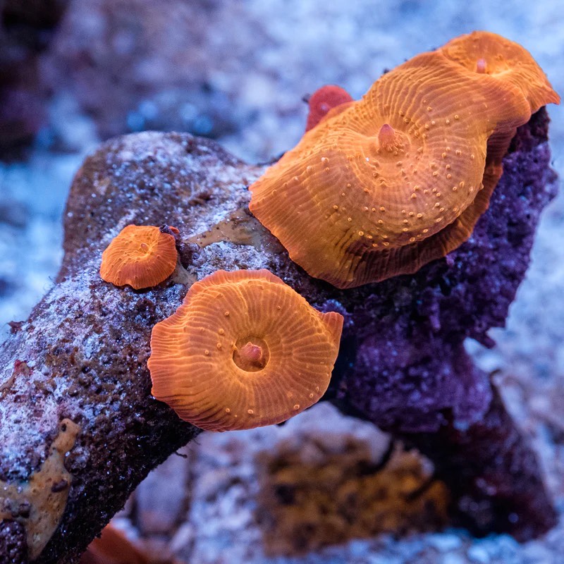 Ironman Mushroom