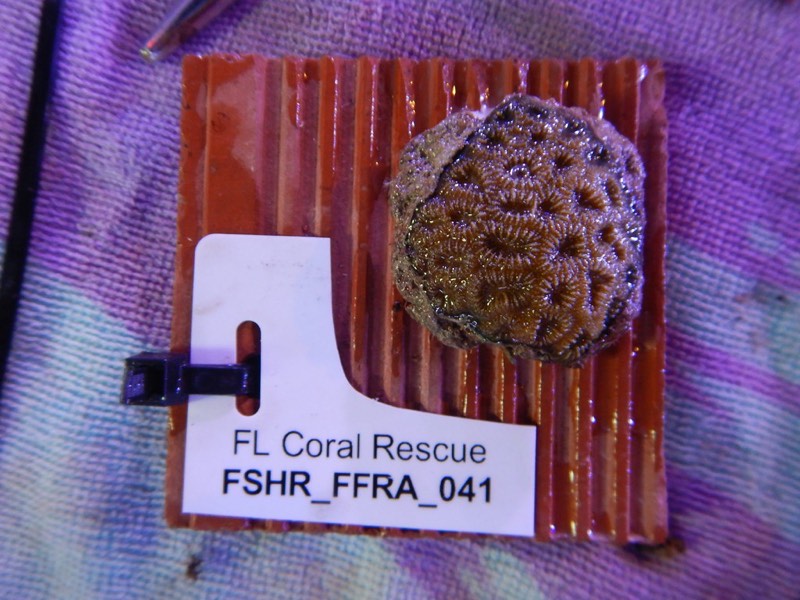 Golfball Coral