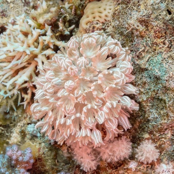Garcia's Pulse Coral