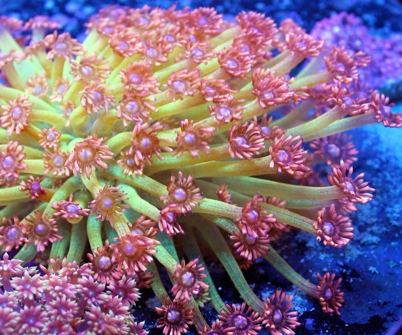 Small Flowerpot Coral