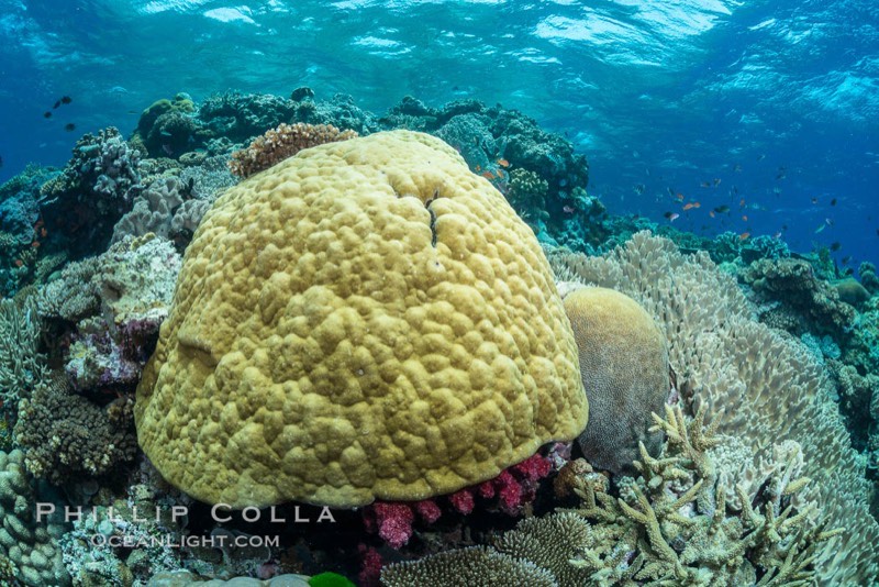 Boulder Coral