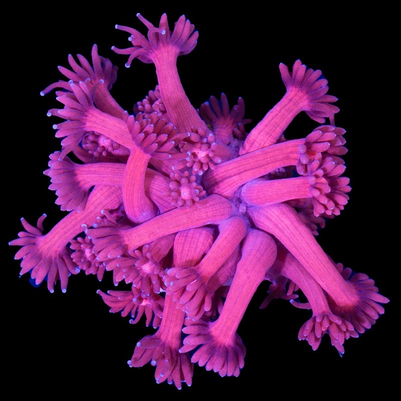 Stalked Flowerpot Coral