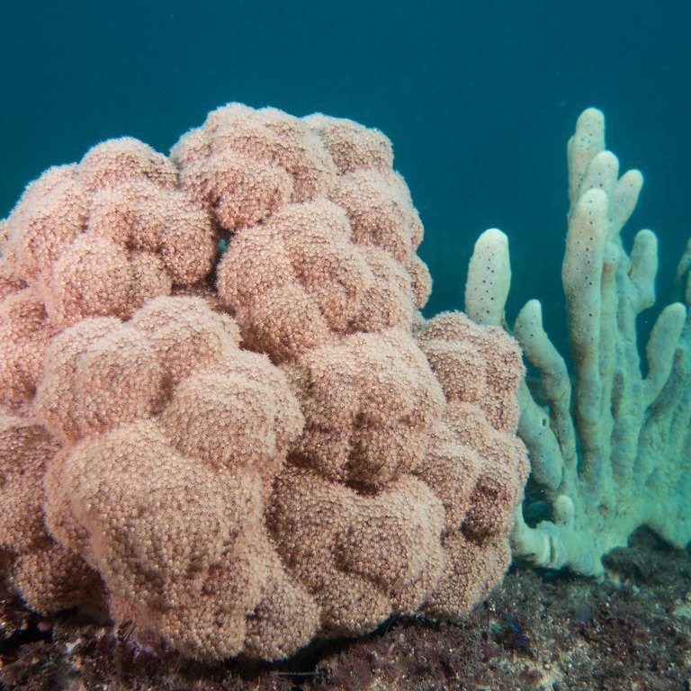 Carnation Coral