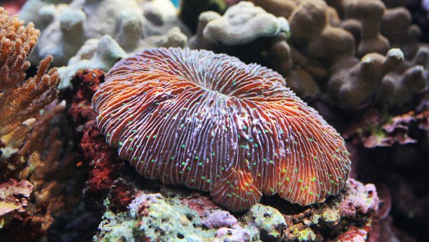 Razor Coral