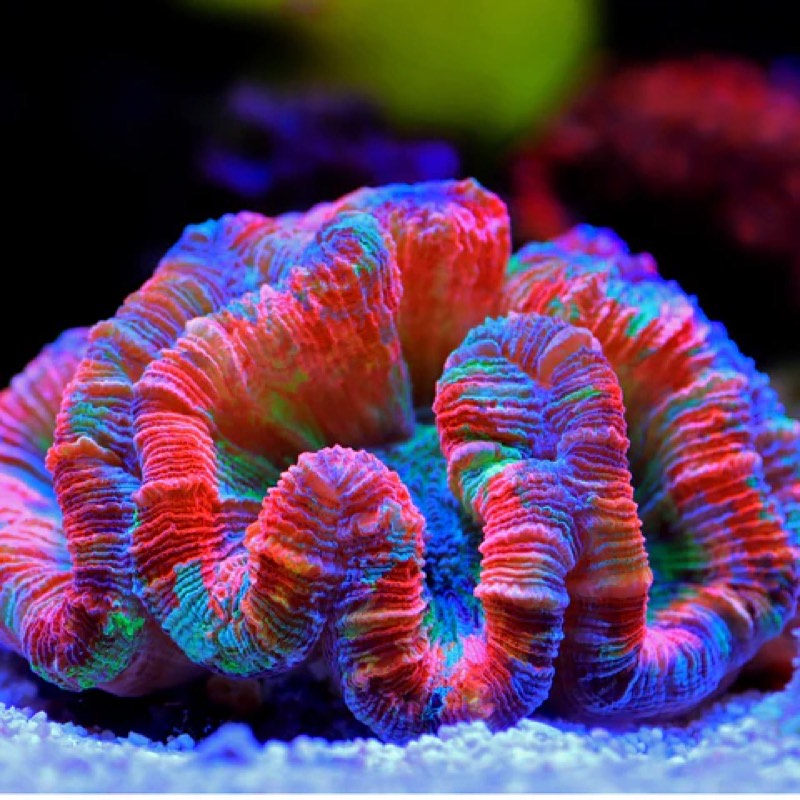 Two-lobed Brain Coral