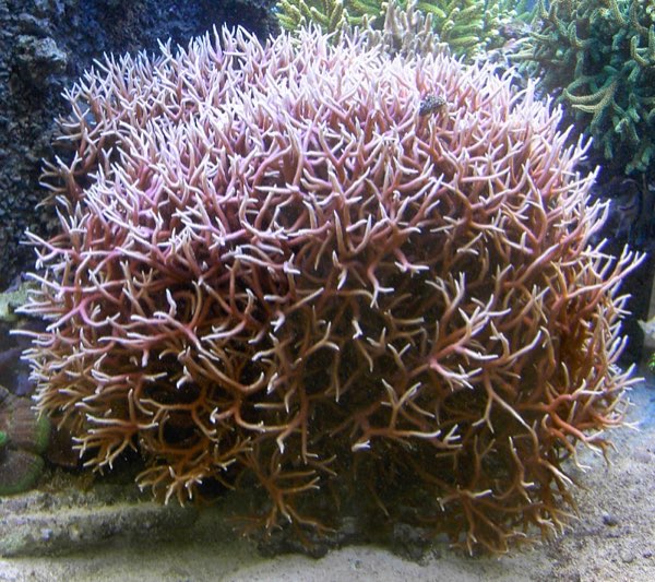 Angular Birdsnest