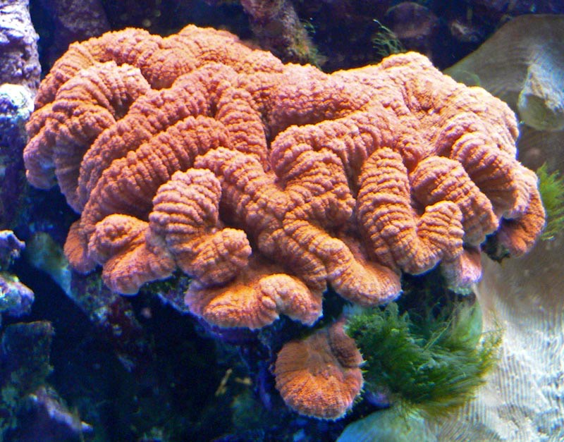 Lobed Brain Coral