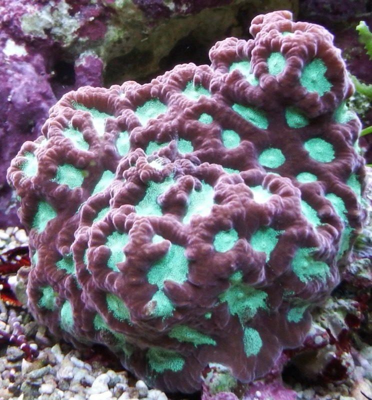 Pentagon Star Coral
