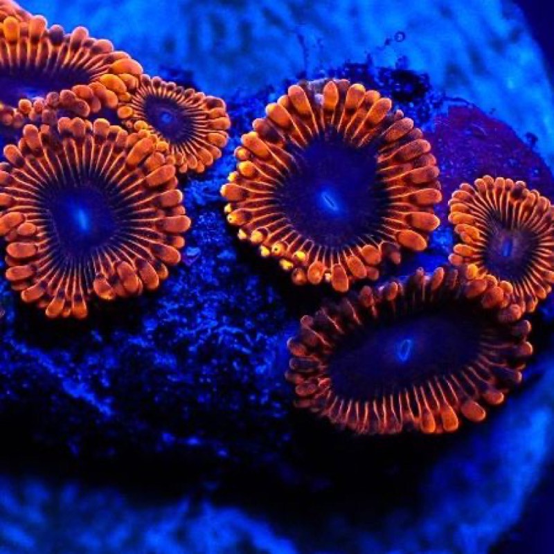Lunar Eclipse Palythoa