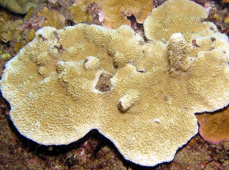 Flowering Rice Coral