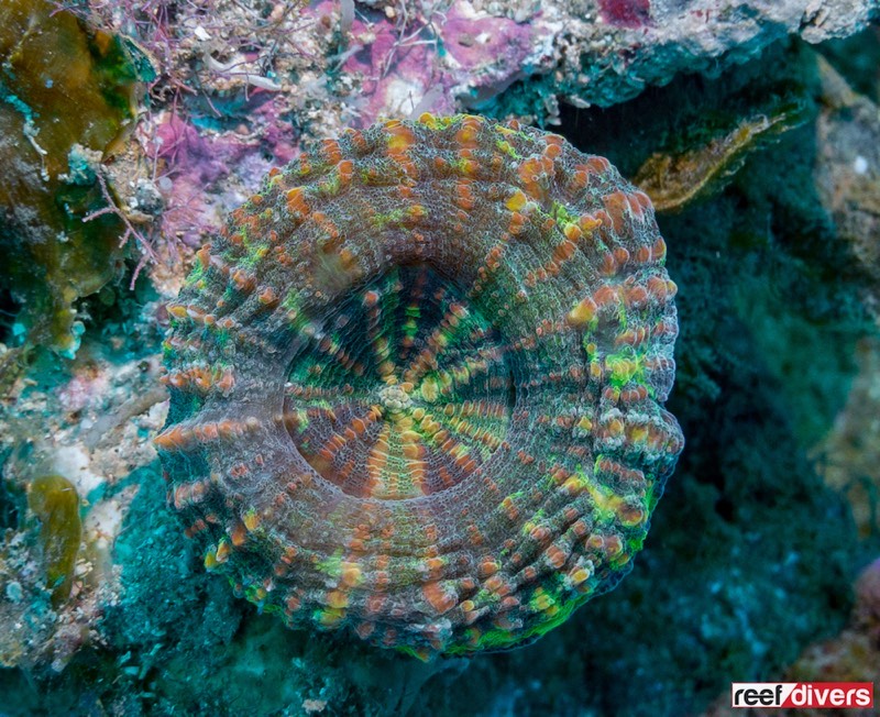 Torn Donut Coral