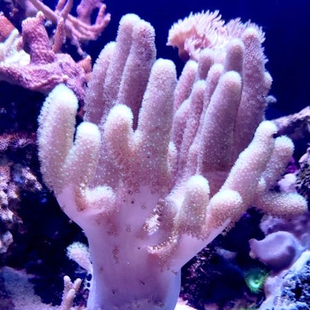 Finger Soft Coral