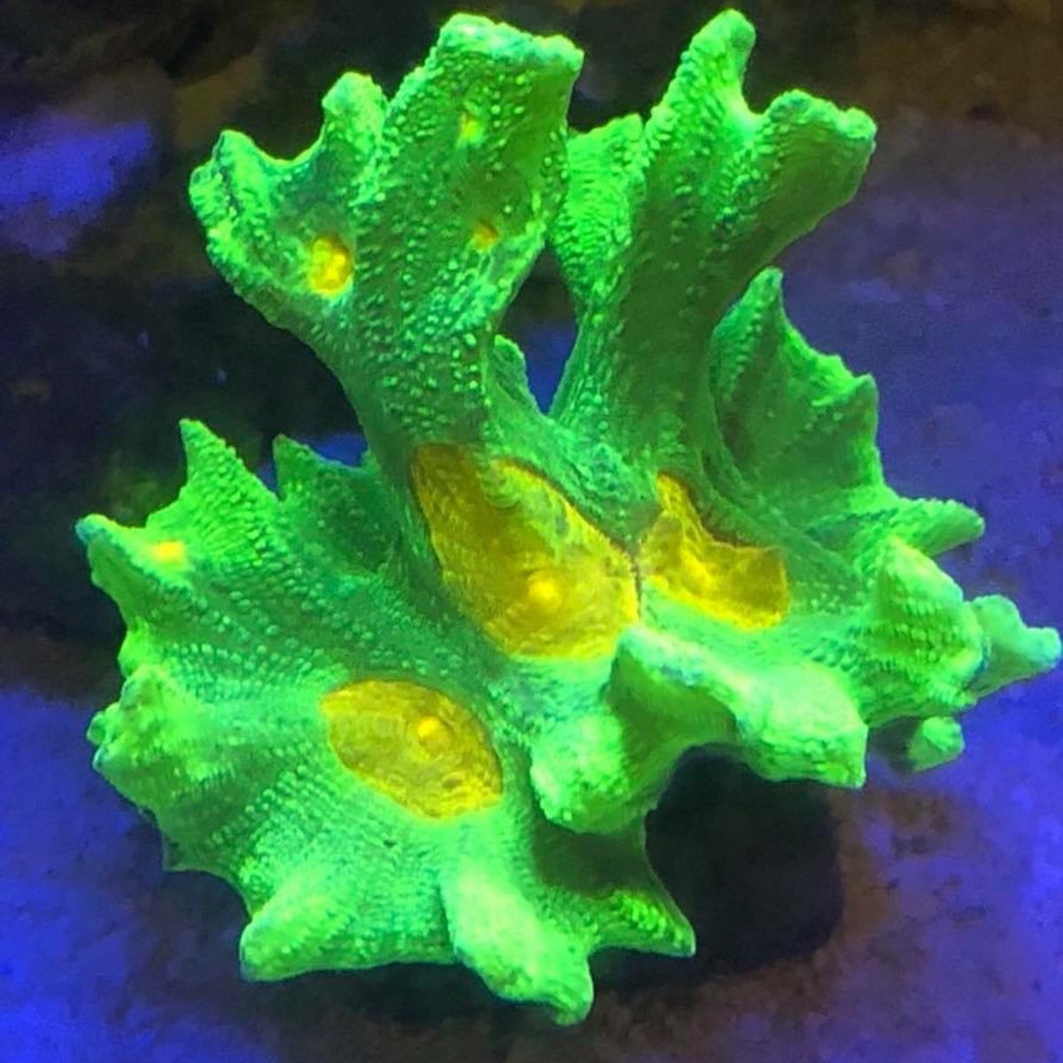 Space Invader Coral