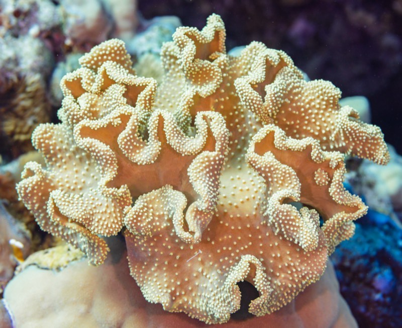 Toadstool Leather Coral