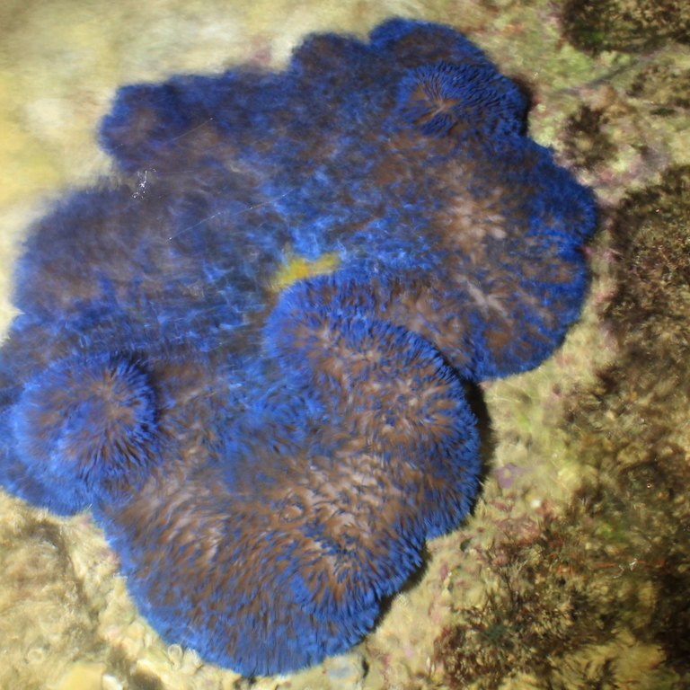 Carpet Anemone