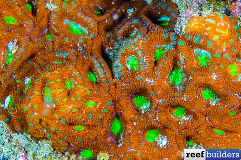Veron's Micromussa