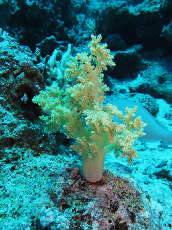 Tree Soft Coral