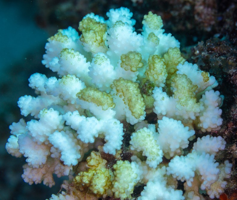 Rasp Coral