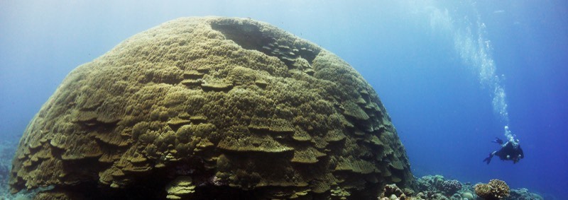 Massive Porites