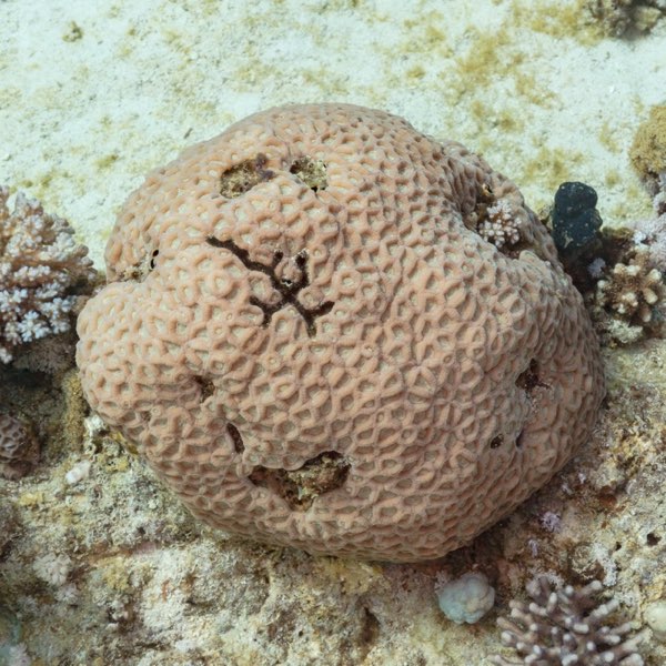 Honeycomb Coral