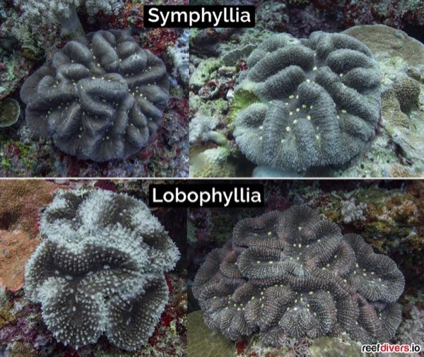 Plate Brain Coral