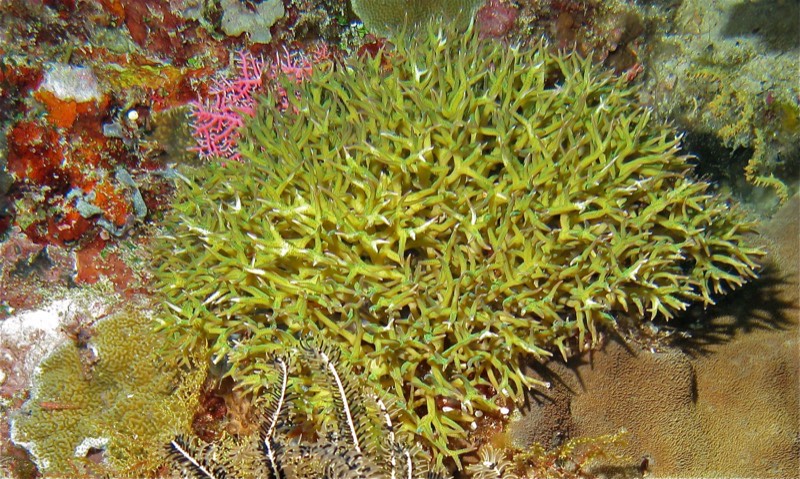 Needle Coral