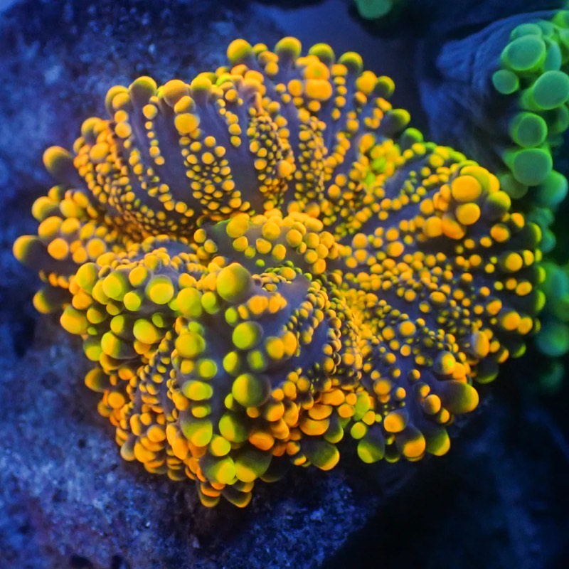 Sunburst Ricordea