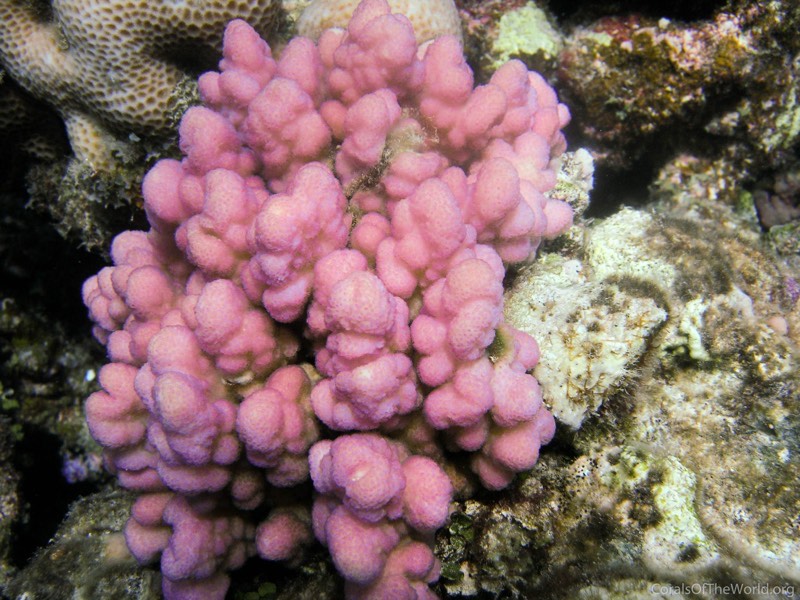 Wells' Cauliflower Coral