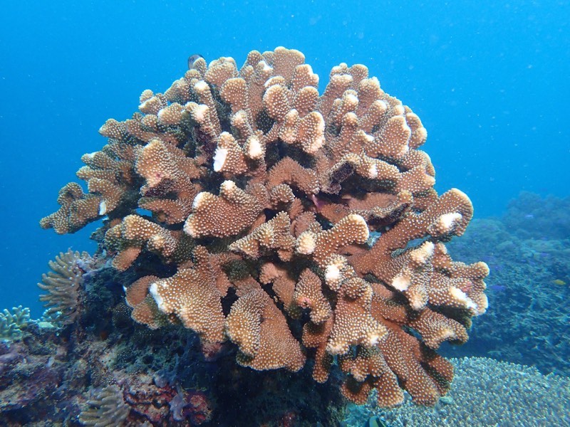 Large Cauliflower Coral