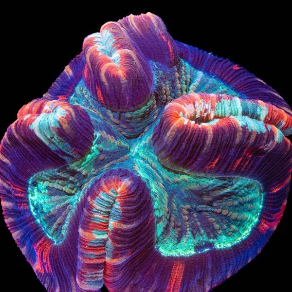 Constricted Brain Coral
