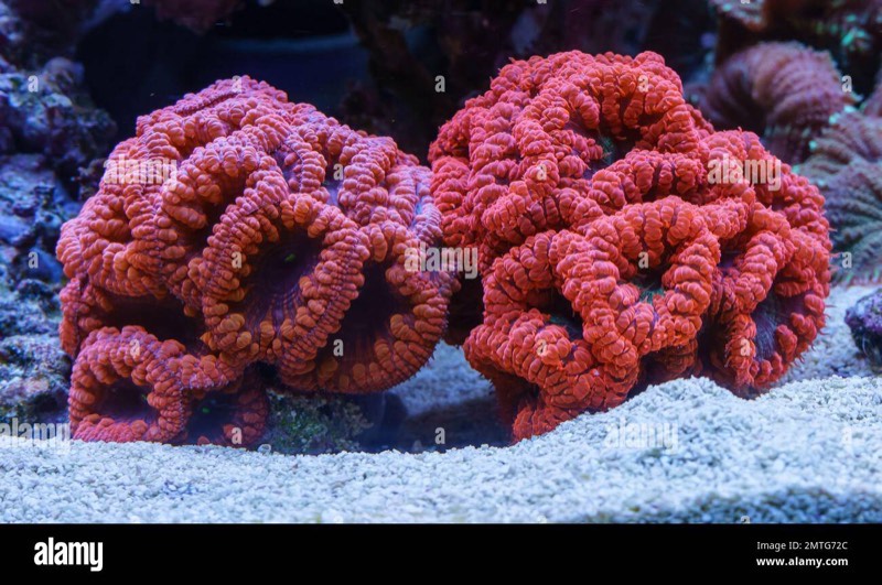 Loya's Pineapple Coral