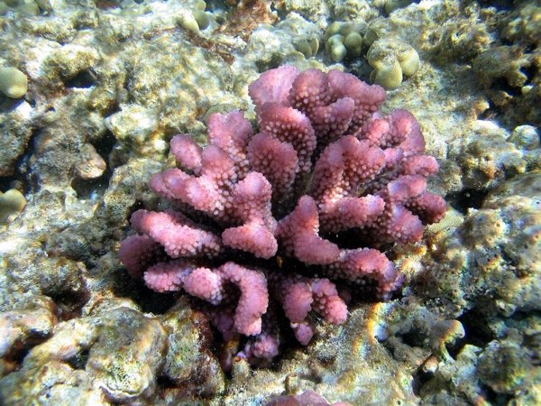 Cauliflower Coral