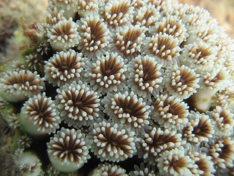 Stokes' Flowerpot Coral