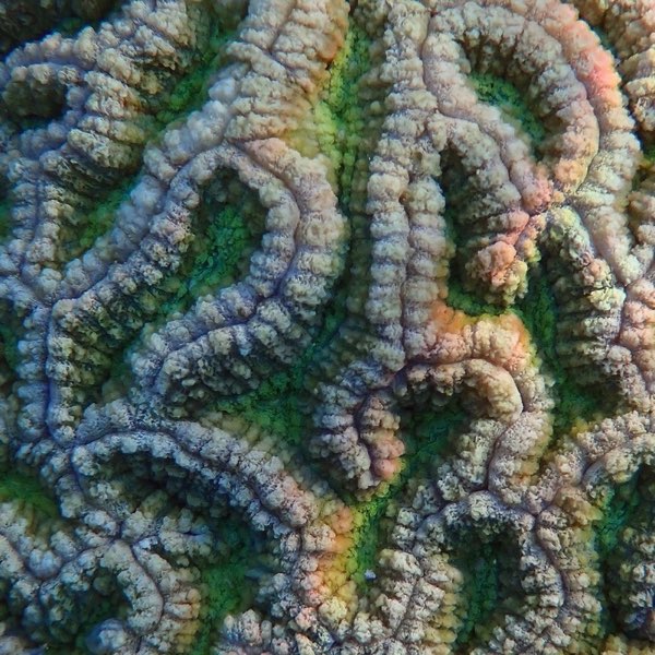 Straight Brain Coral
