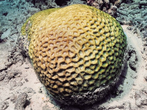Massive Star Coral