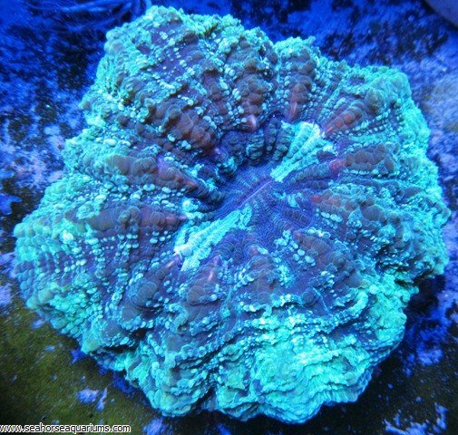 Donut Coral