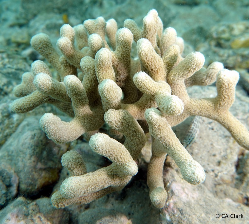 Fan Finger Coral