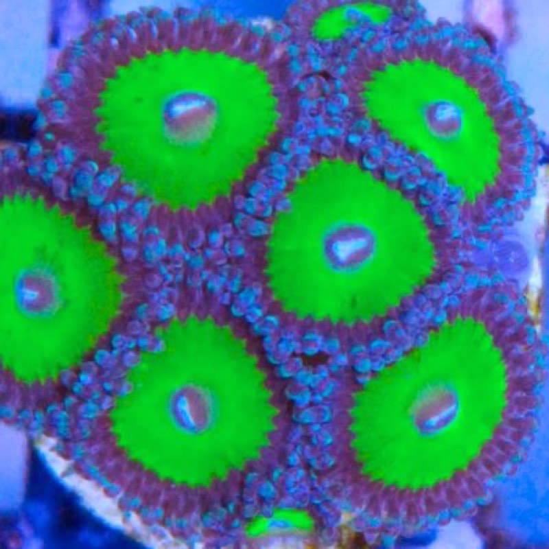 Candy Apple Green