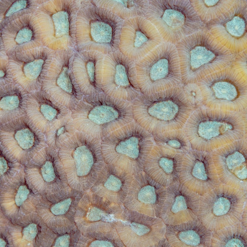Wass' Star Coral