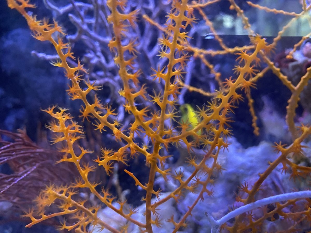 Orange Tree Gorgonian
