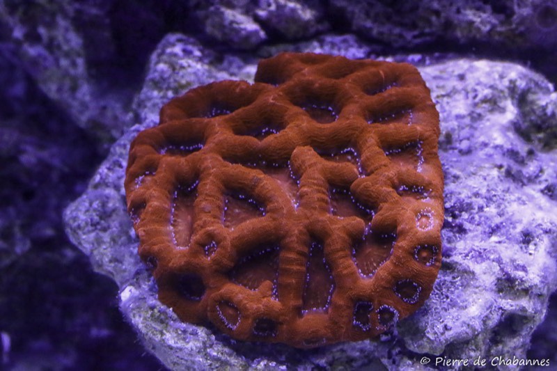 Bowerbank's Coral